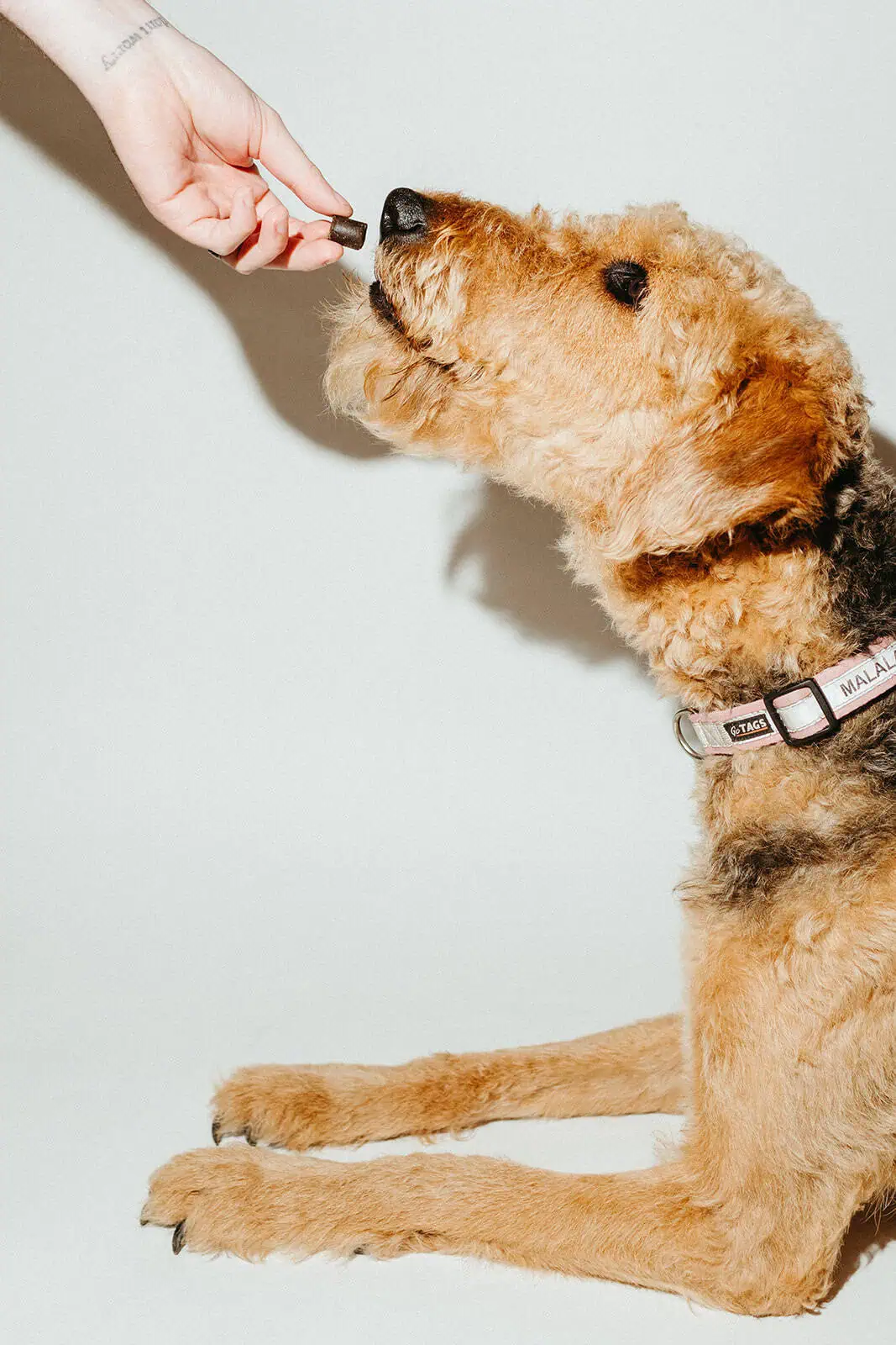 Beef Flavored Dog Treats