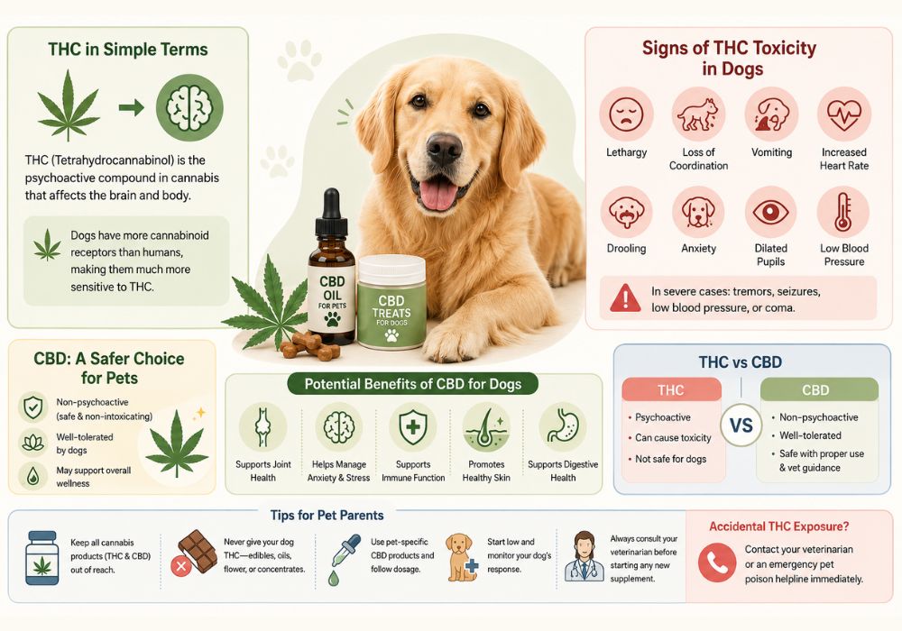 CBD for Pets