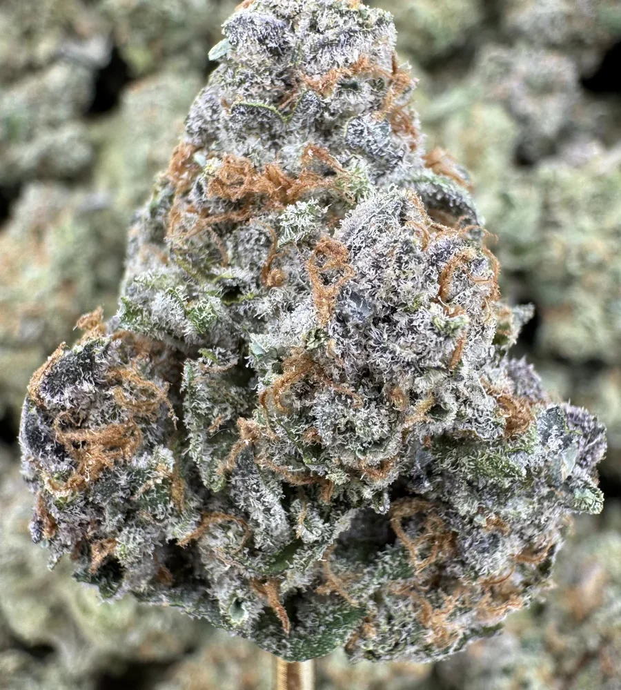 (Exotic) BlueBerry Pancake, 27.2% THCa Flower