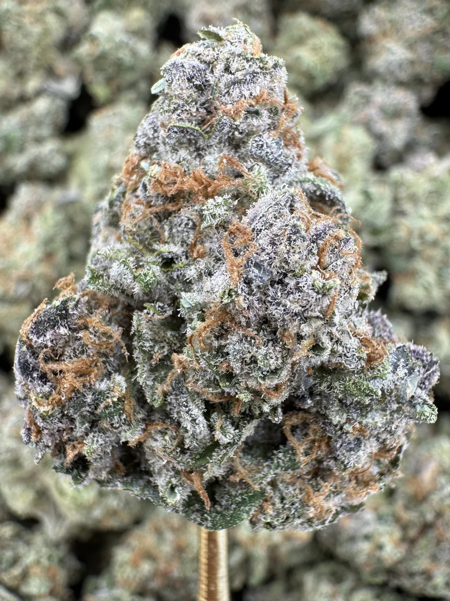(Exotic) BlueBerry Pancake, 27.2% THCa Flower