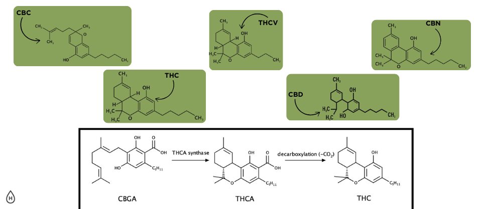 A Comprehensive Cannabinoid Guide