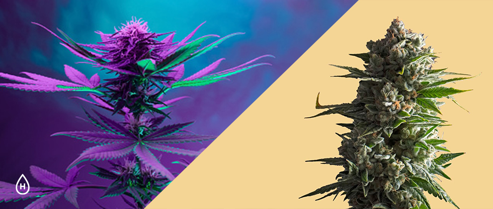 Delta 8 Flower VS CBD Flower (What’s the Difference?)