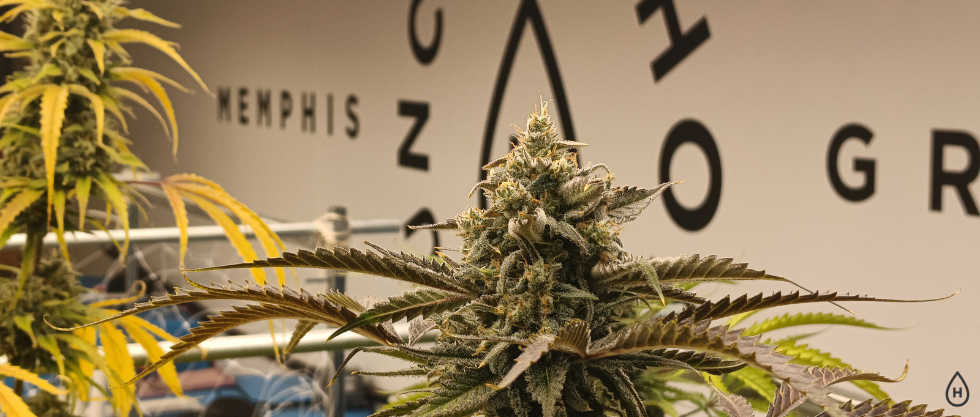 Does Smoking Hemp Get You High?