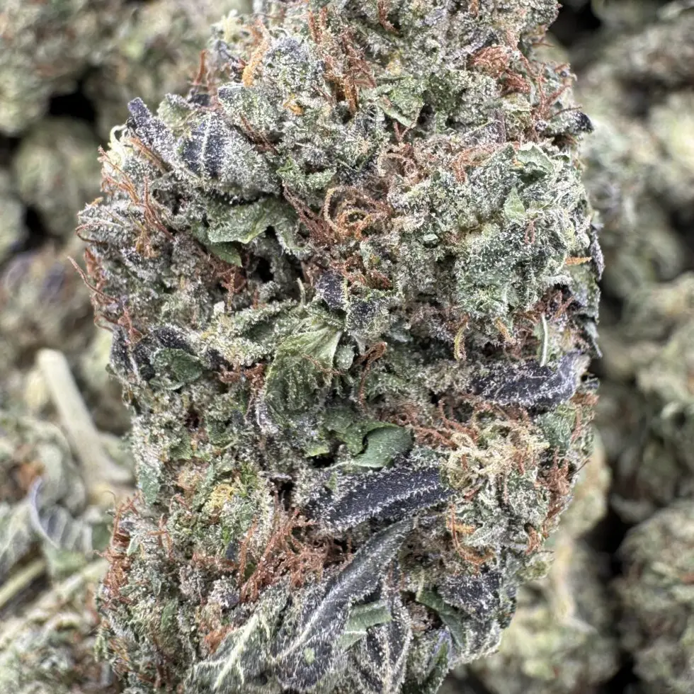 Grapefruit Sorbet, 25.75% THCa Flower