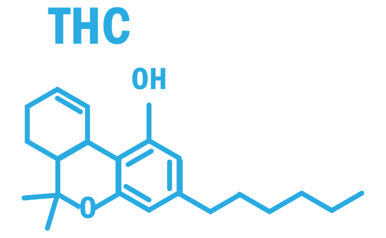 How does THC work