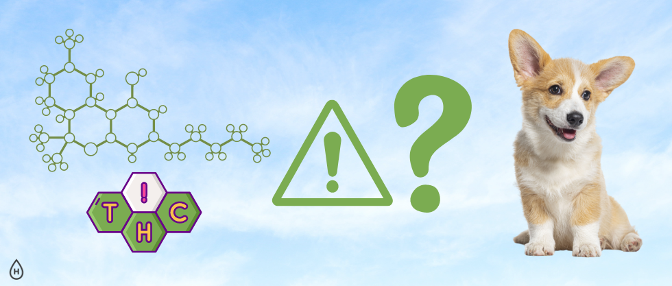Is THC Safe for Dogs? Exploring CBD for Pets