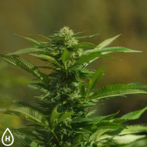 Is there a difference between marijuana derived and weed derived delta 9 thc