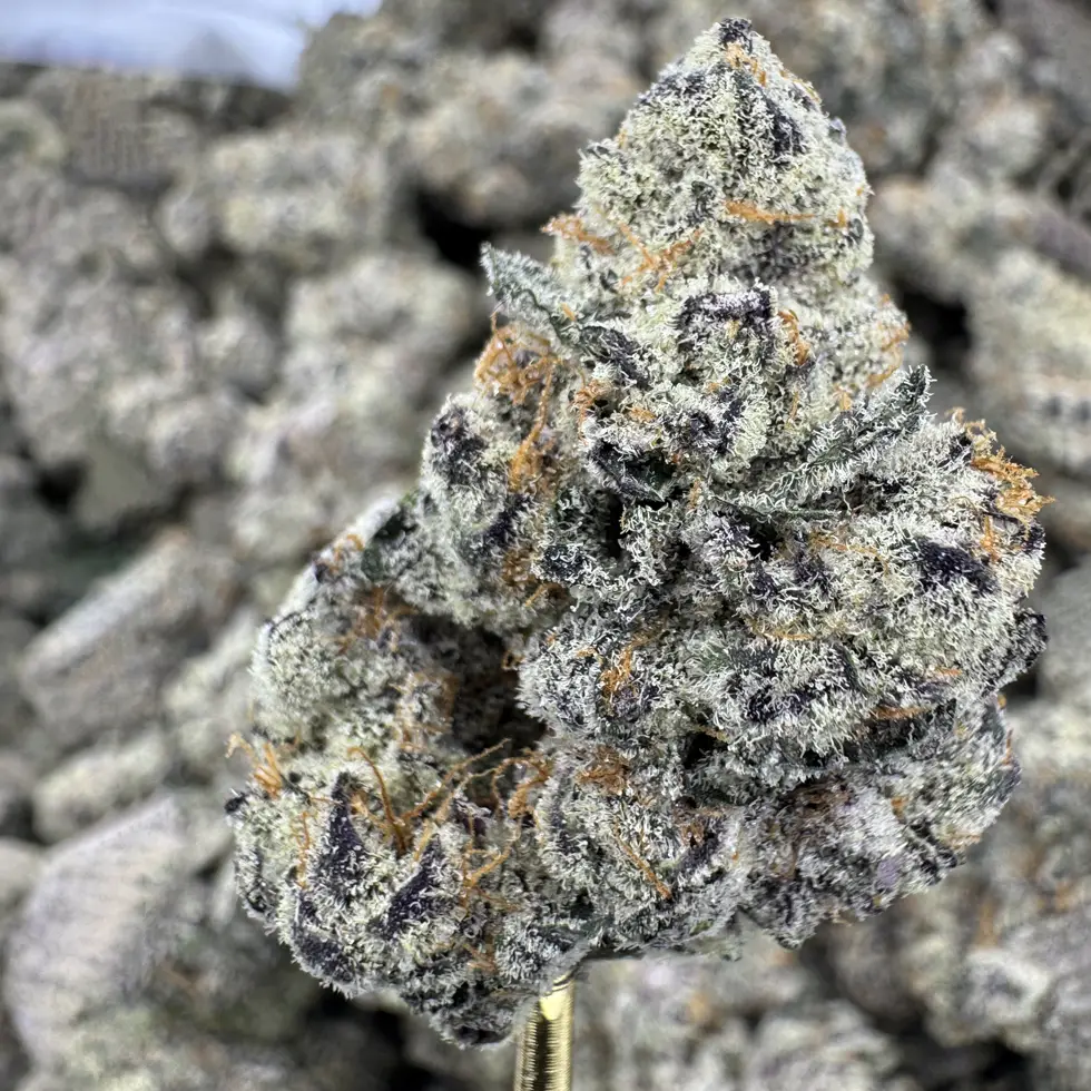 Jungle Gym Strain, 26.5% THCa Flower