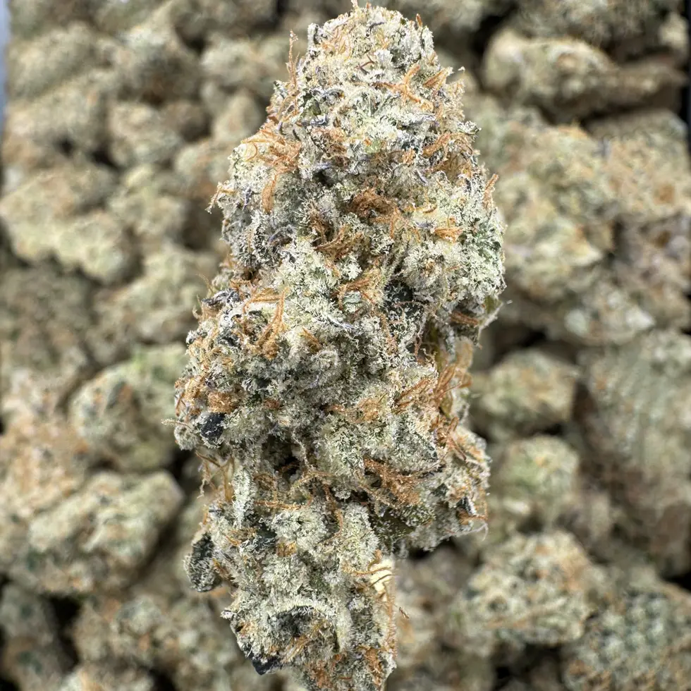 Mule Fuel Strain, 30.3% THCa Flower