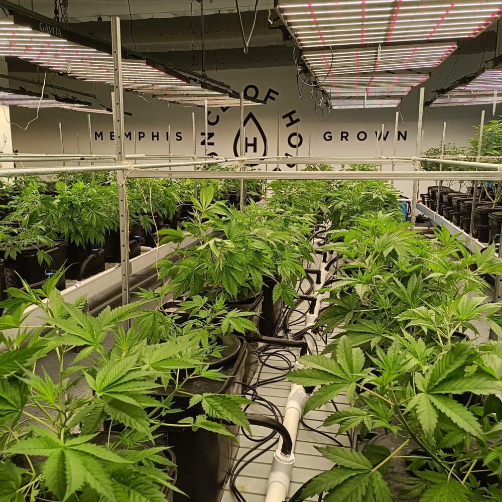 Ounce of Hope cannabis farm outdoor cultivations
