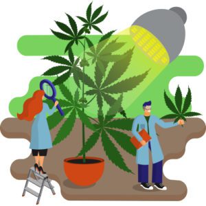 There's a lot to know about joining the cannabis industry