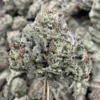 Pink Runtz Strain, 25.5% THCa Flower