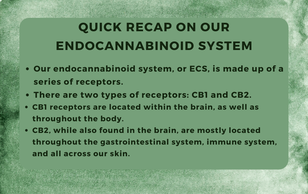 Quick Recap On Our Endocannabinoid System