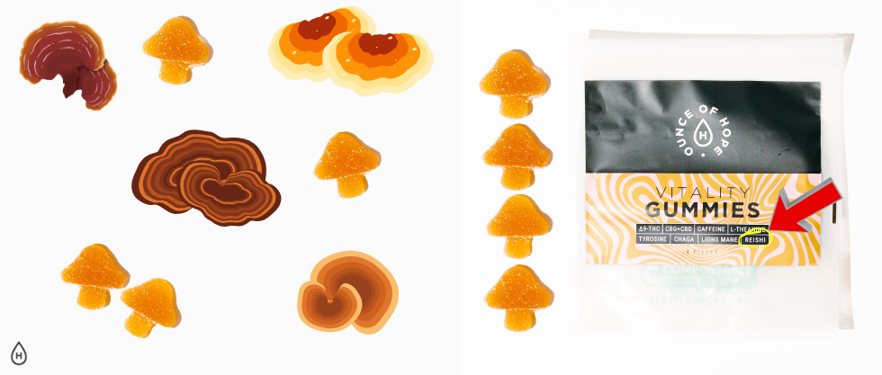 Mushroom Series: Reishi Mushrooms