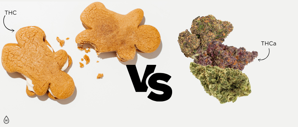 THC vs. THCa: What’s a High THCa Percentage?