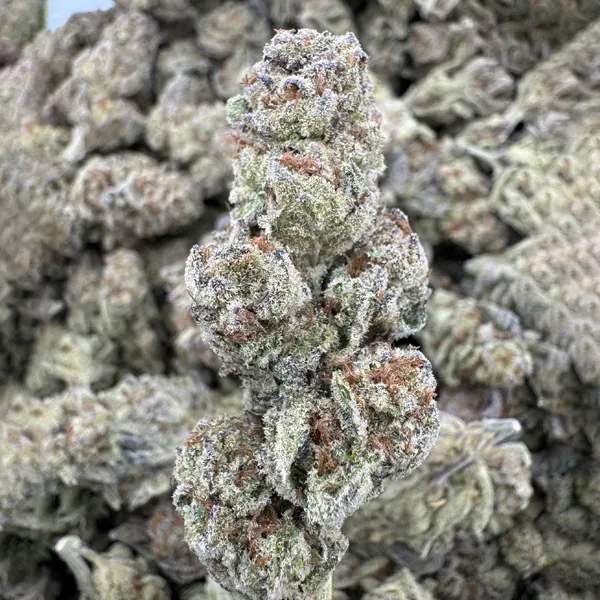 Glitter Bomb Strain, 26.5% THCa Flower