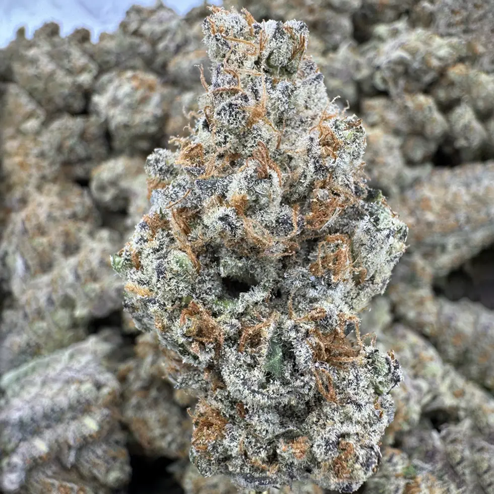 Sheesh Strain, 30.3% THCa Flower