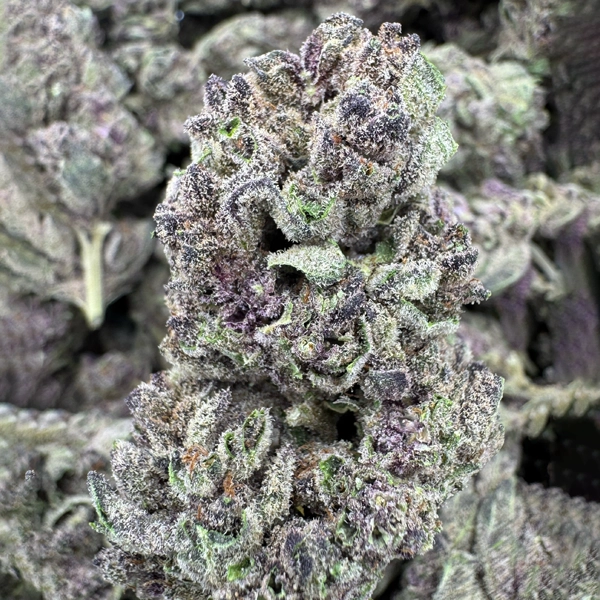 Tropicana Cookies Strain, 24.5% THCa Flower
