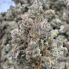 Tropicana Cherry Strain, 29.4% THCa Flower