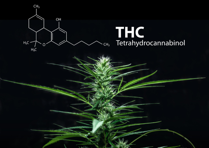 What is 11-hydroxy-THC