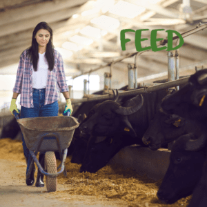hemp as animal feed