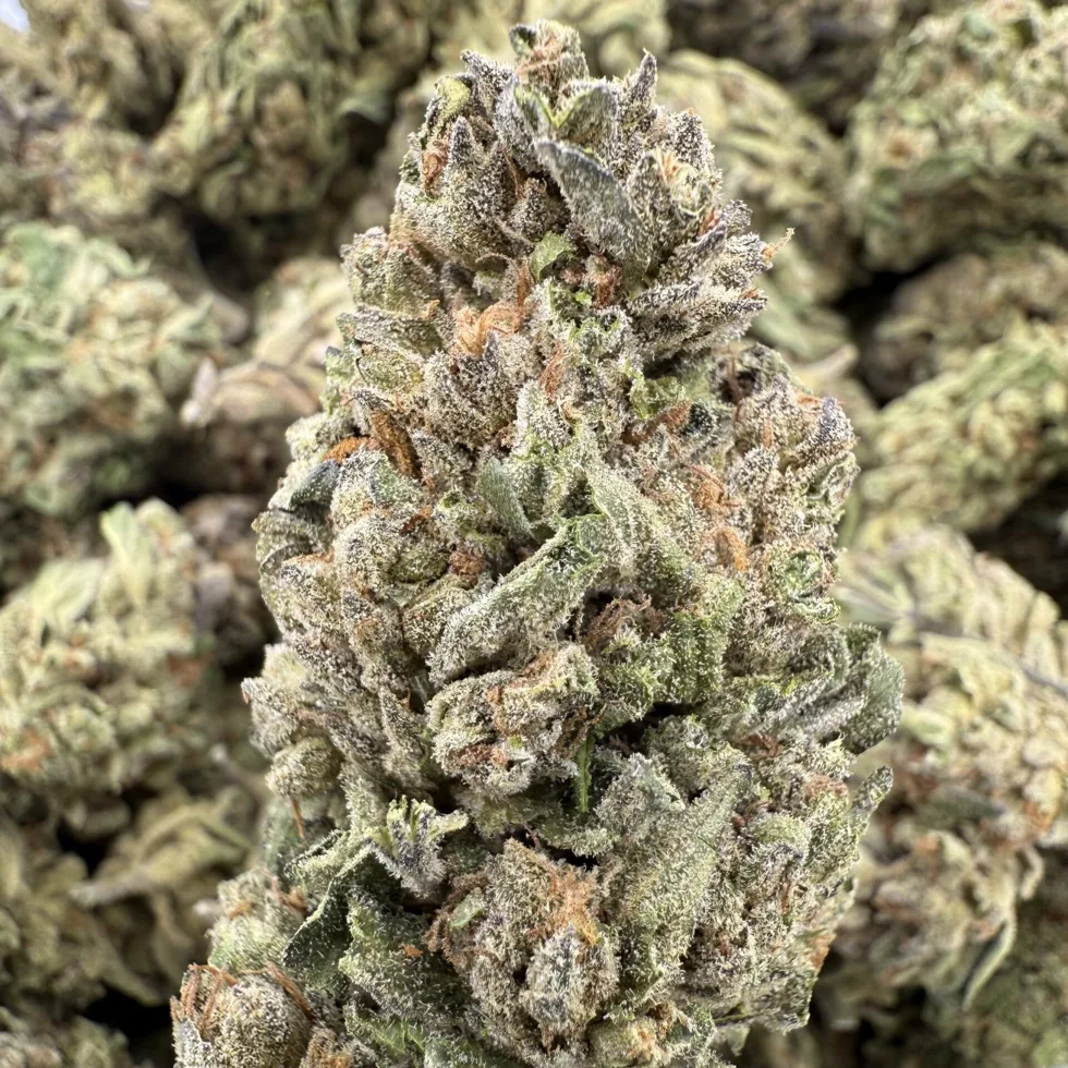 Cannalope Haze greenhouse hemp flower
