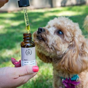 CBD products for pets are a great way to make them feel loved!