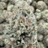 24% Lemon Tree | Greenhouse Flower