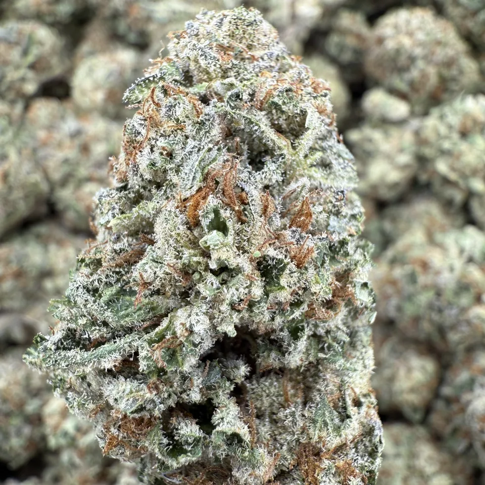Lemon Tree greenhouse hemp flower