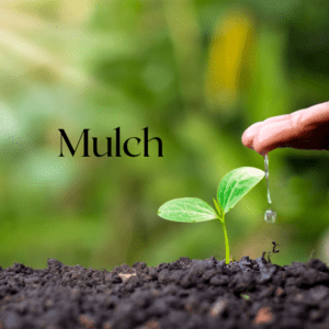 mulch