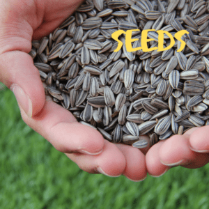 seeds