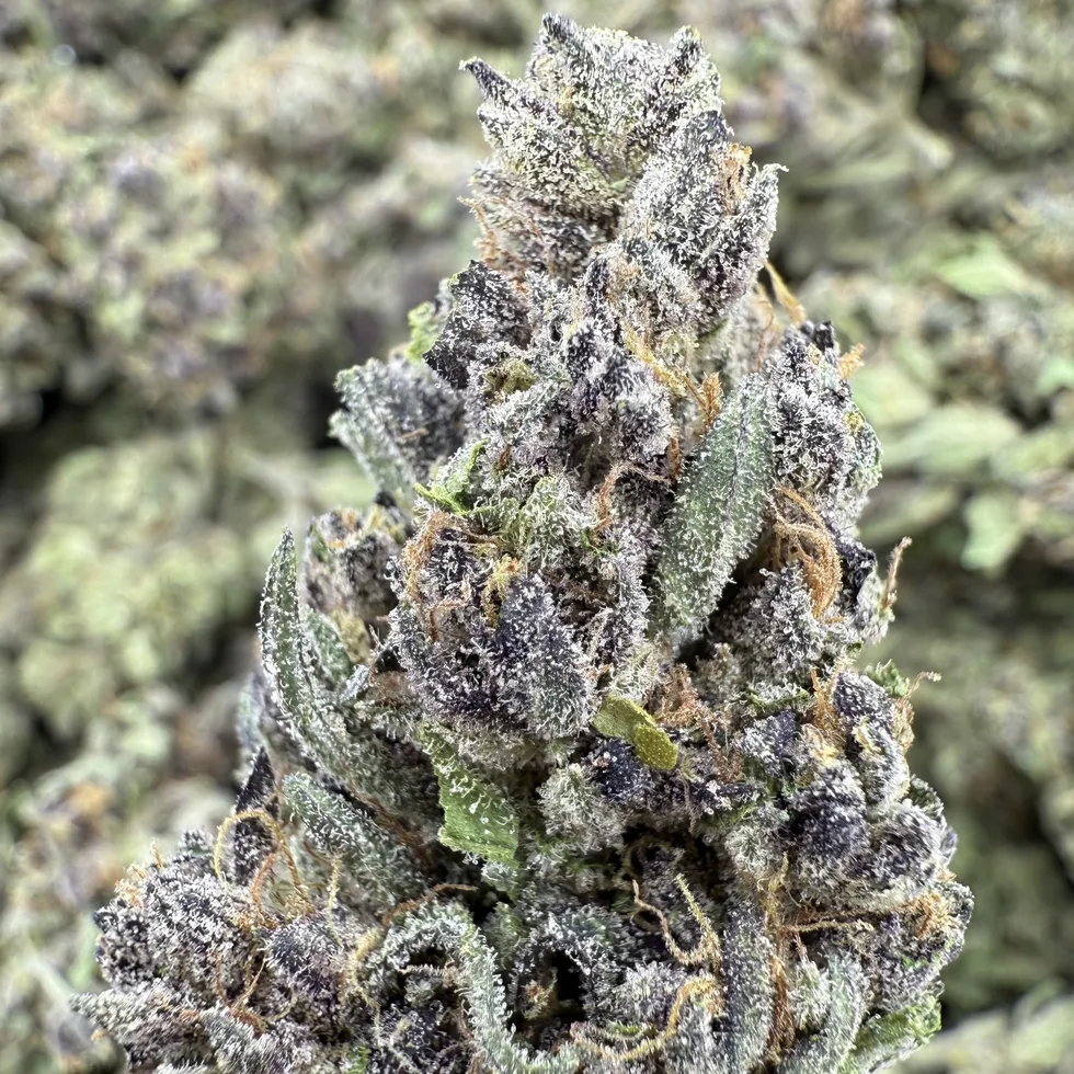 Sundae Driver greenhouse hemp flower