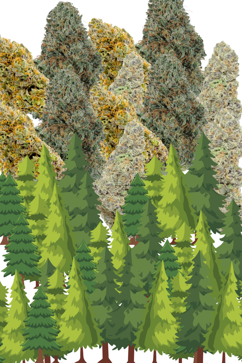 trees blend into trees when camping with cannabis!