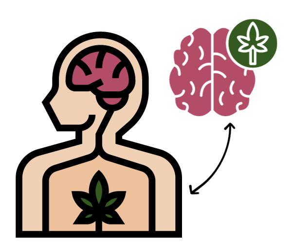 who has an endocannabinoid system